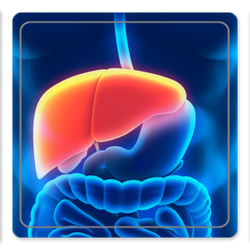 liver-and-gallbladder