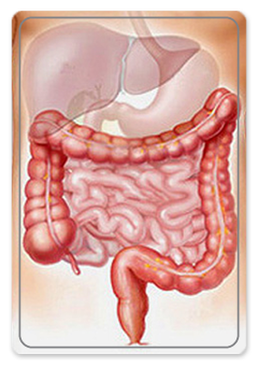 large-intestine